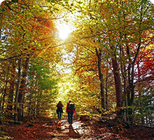 People in the distance walking through a forrest